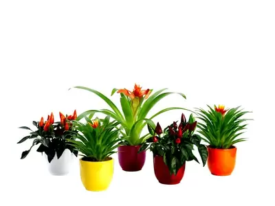 Pot tusca d13.5h13cm d.rood glans - afbeelding 3