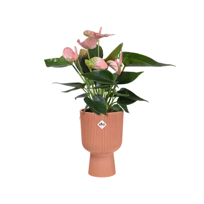 Pot vibes fold coupe d14h21cm delicate roze - afbeelding 3