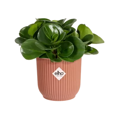 Pot vibes fold d11cm delicate roze - afbeelding 2