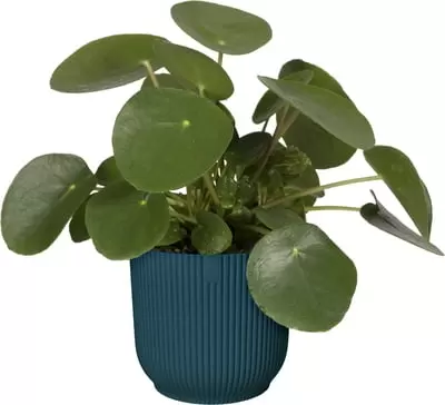 Pot vibes fold d22cm diepblauw - afbeelding 2