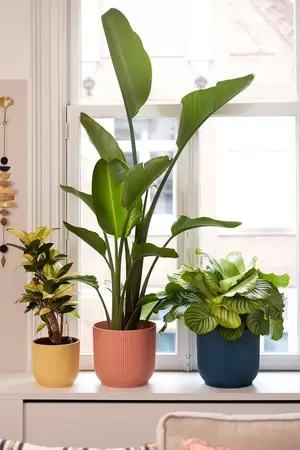 Pot vibes fold d30cm botergeel - afbeelding 2