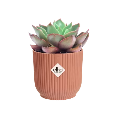 Pot vibes fold d7cm delicate roze - afbeelding 2