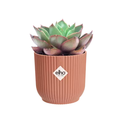 Pot vibes fold d7cm delicate roze - afbeelding 2