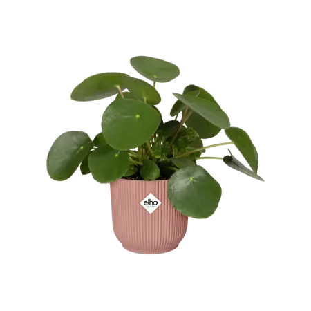 Pot vibes fold d14cm delicaatroze