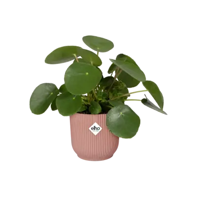 Pot vibes fold d14cm delicaatroze