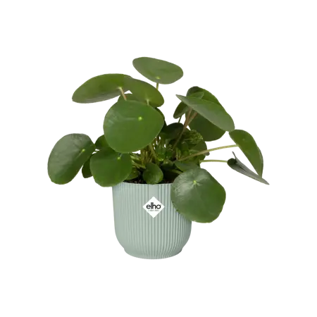 Pot vibes fold d9cm sorbet groen - afbeelding 2