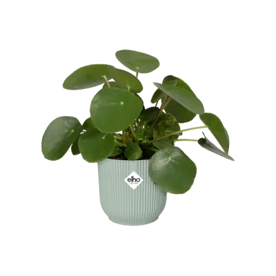 Pot vibes fold d9cm sorbet groen - afbeelding 2