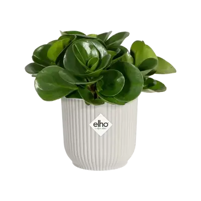 Pot vibes fold d11cm zijdewit - afbeelding 1