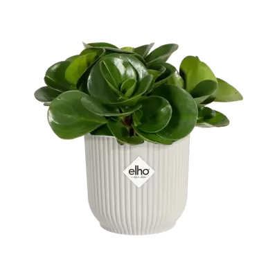 Pot vibes fold d9cm zijdewit