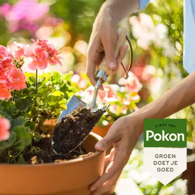 Potgrond Terras & Balkonplanten Bio 20L - afbeelding 2