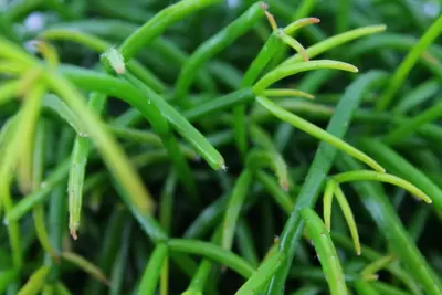 Rhipsalis Cashero P12 cm - afbeelding 2