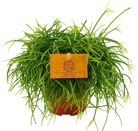 Rhipsalis Cashero P12 cm - afbeelding 1