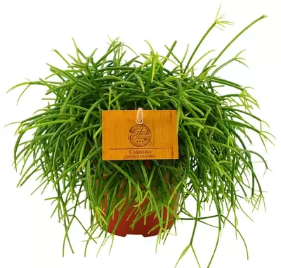 Rhipsalis Cashero P12 cm - afbeelding 1