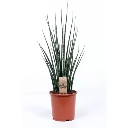 Sansevieria Fernwood Mikado P14 H50 cm - afbeelding 1