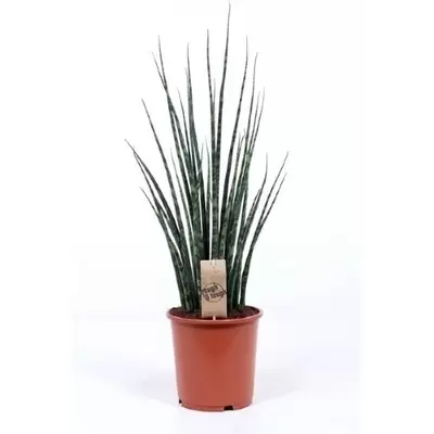 Sansevieria Fernwood Mikado P14 H50 cm - afbeelding 1