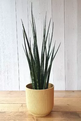 Sansevieria Fernwood Mikado P14 H50 cm - afbeelding 2