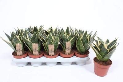 Sansevieria Golden Edge Hahnii