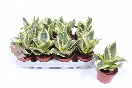 Sansevieria Golden Hahnii