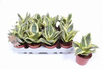 Sansevieria Golden Hahnii