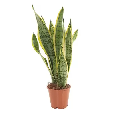 Sansevieria Laurentii P17 H55 cm