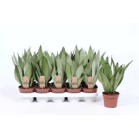 Sansevieria Moonshine P12cm