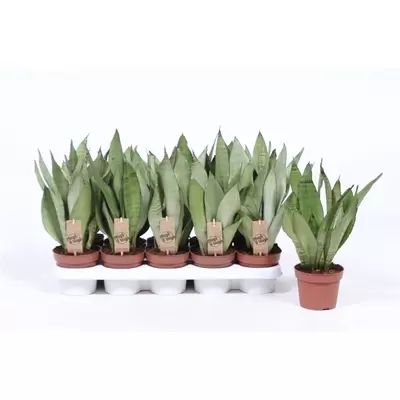 Sansevieria Moonshine P12cm