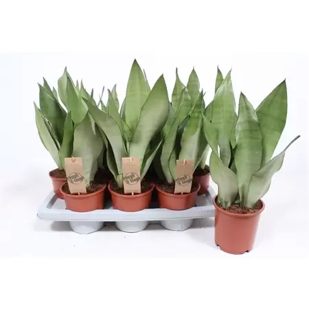 Sansevieria Moonshine P14 H45 cm