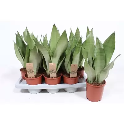 Sansevieria Moonshine P14 H45 cm