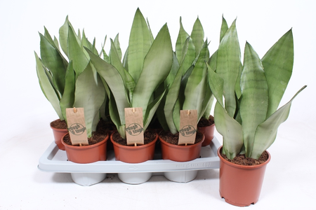 Sansevieria Moonshine Pot17cm