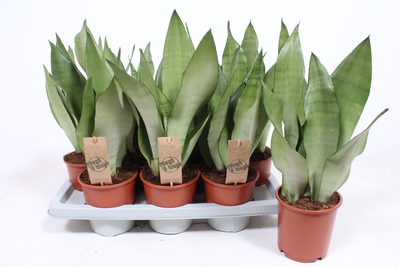 Sansevieria Moonshine Pot17cm