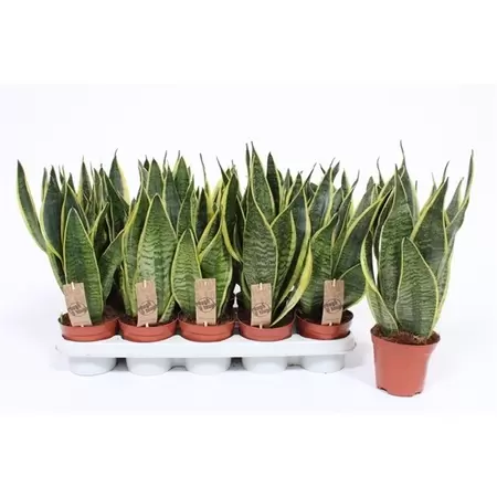 Sansevieria Superba P12
