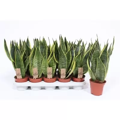 Sansevieria Superba P12