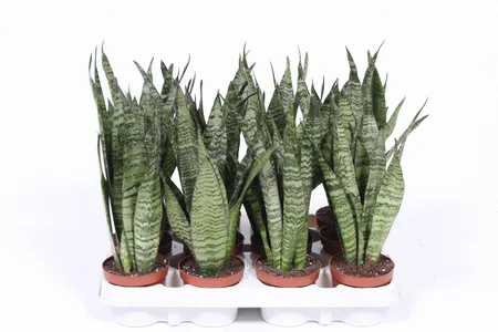 Sansevieria zeylanica P9cm