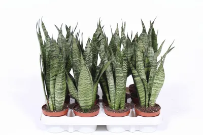 Sansevieria zeylanica P9cm