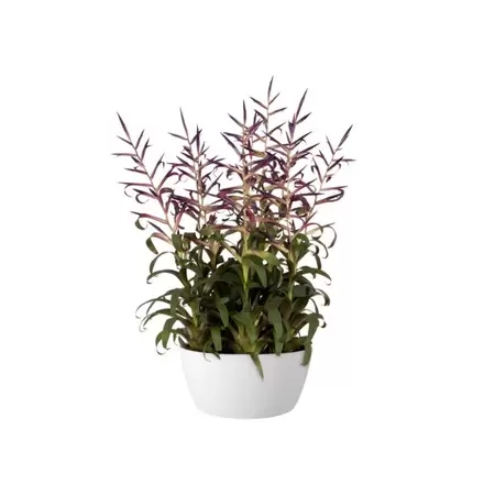 Schaal brussels d23cm wit - afbeelding 2