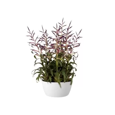 Schaal brussels d23cm wit - afbeelding 2