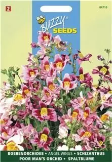 Schizanthus wisetonensis angel 0.5g - afbeelding 1