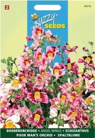 Schizanthus wisetonensis angel 0.5g - afbeelding 2