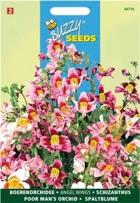 Schizanthus wisetonensis angel 0.5g - afbeelding 2
