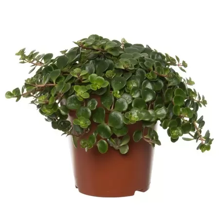 Sedum Tornado P12cm