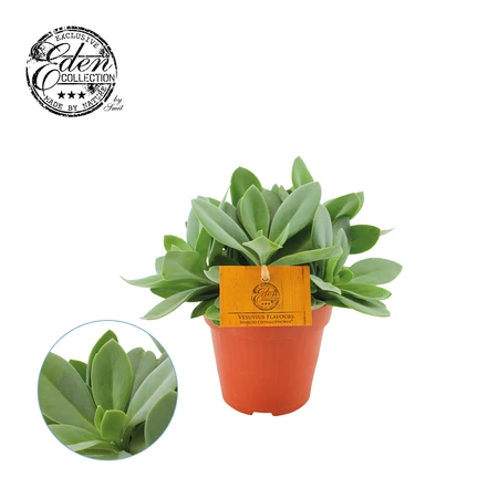 Senecio Cephalophorus P12