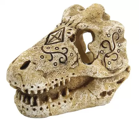 Skull t rex s