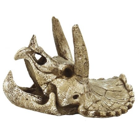 Skull triceratops m