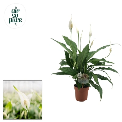 Spathiphyllum P13 Sweet Chico ASP