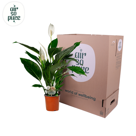 Spathiphyllum P17 Bingo Cupido ASP