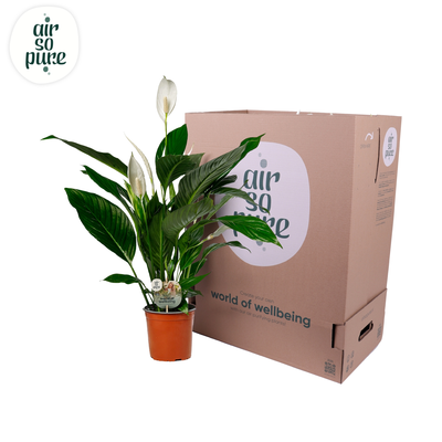 Spathiphyllum P17 Bingo Cupido ASP