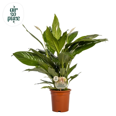 Spathiphyllum P19 Sweet Lauretta ASP