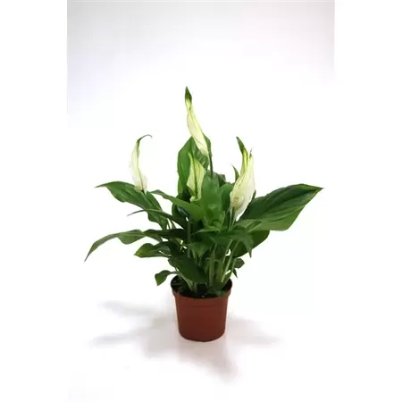 Spathiphyllum Pearl Cupido p7cm