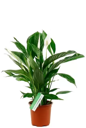 Spathiphyllum Vivaldi p17h70cm