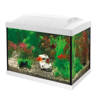 Start 20 goldfish kit wit